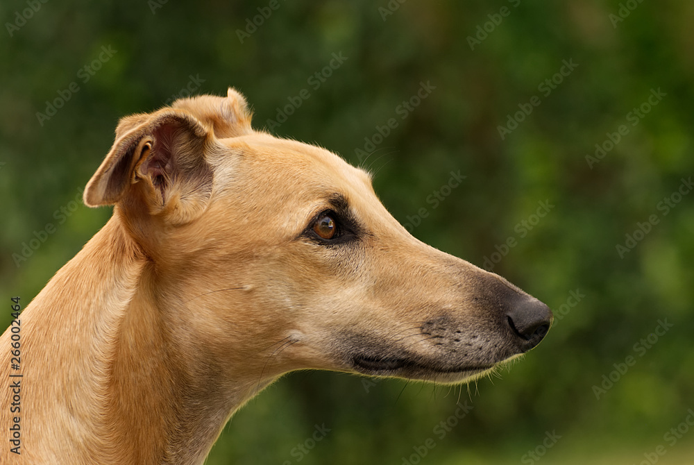 Cute brown greyhound in autumn Cute brown greyhound in autumn