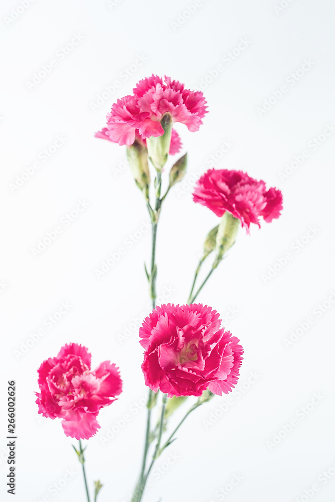 Carnation flower on white background