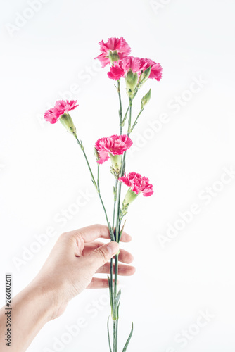 Hand holding red carnation flower