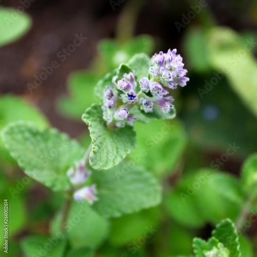 plant Nepeta in the garden