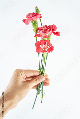 Hand holding red carnation flower