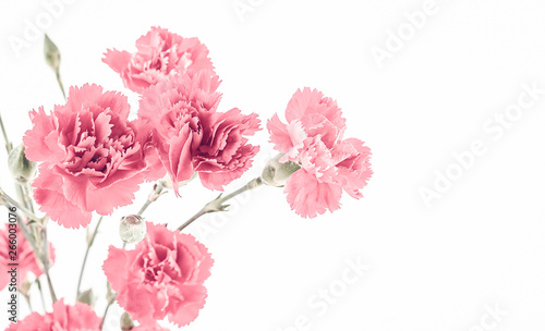 Pink carnation flower on white background