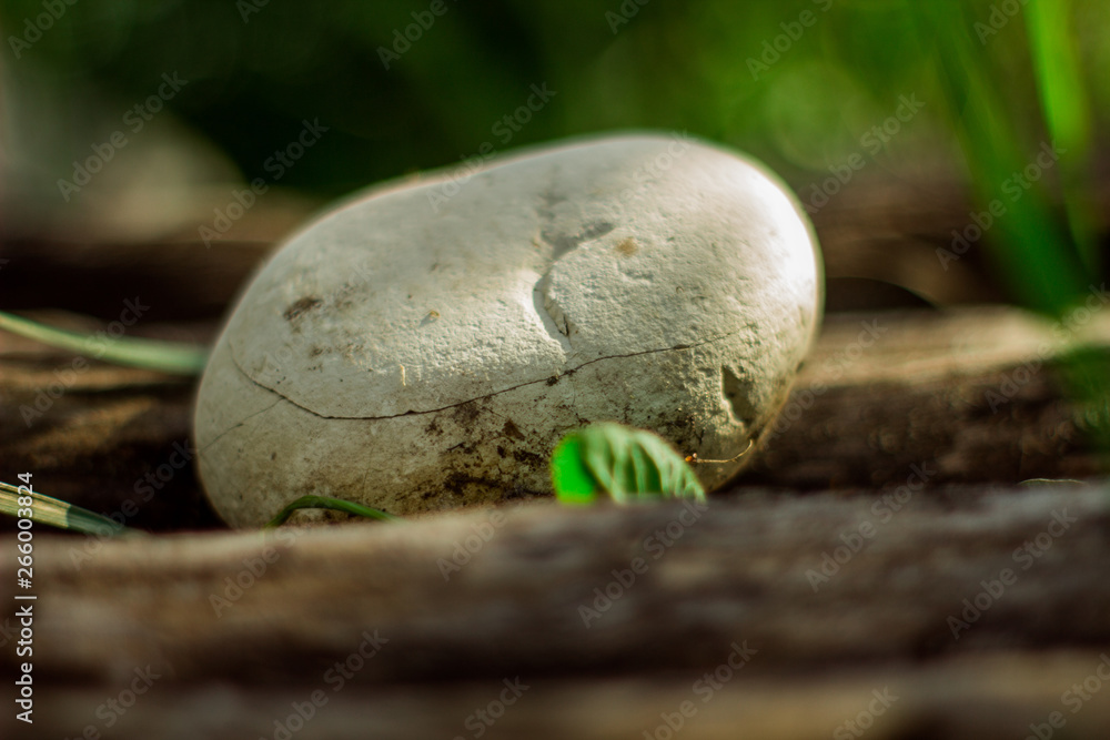 Big one stone on a wood branch, nature things, green leaf Big one stone on a wood branch, nature things, green leaf