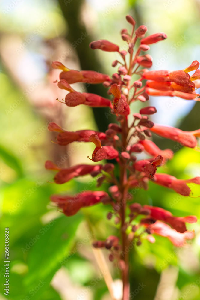 Red buckeye flowers, Aesculus pavia, in the spring. Hummingbird attractor. Red buckeye flowers, Aesculus pavia, in the spring. Hummingbird attractor.