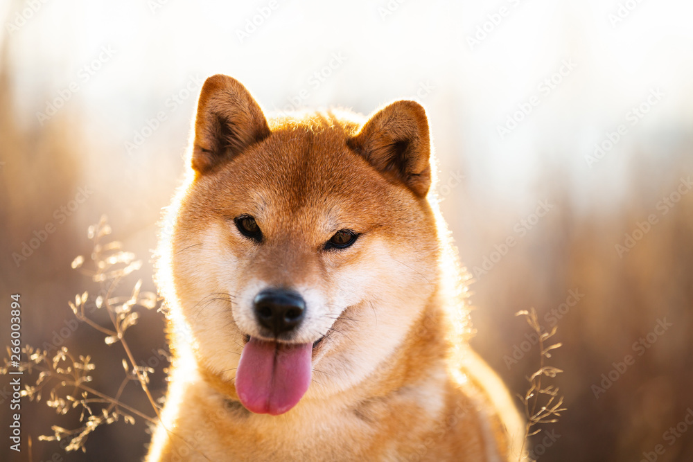 Cute and happy red Shiba inu dog with tonque hanging out sitting in the field at sunset