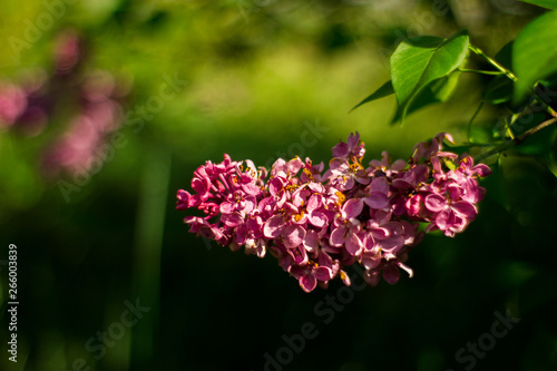 Purple lilac, nature flower, sunny weather