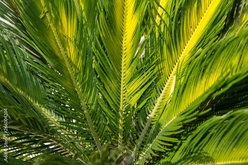 Palm leave