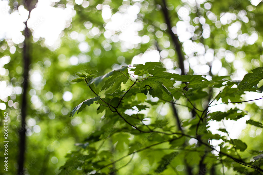 green leaves of tree in spring green leaves of tree in spring