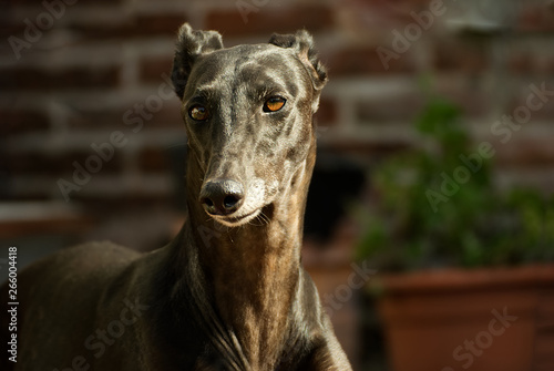 Beautiful black greyhound 