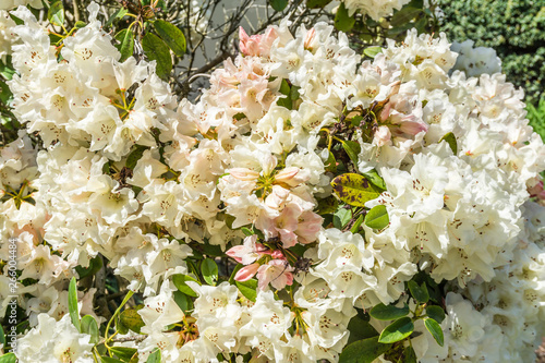 Lush White Rhododendron Bush Background