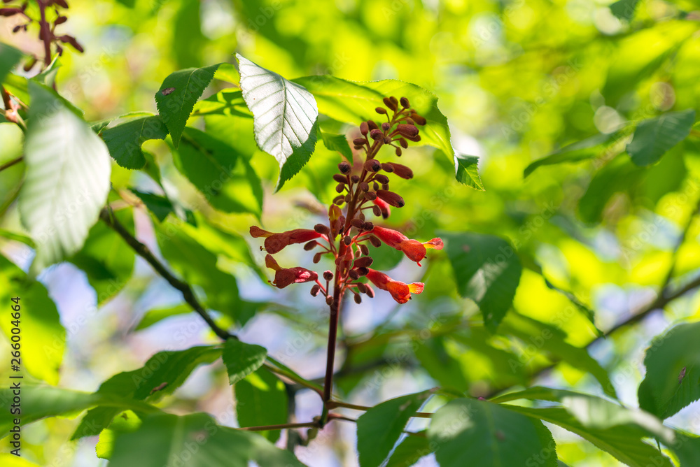 Red buckeye flowers, Aesculus pavia, in the spring. Hummingbird attractor. Red buckeye flowers, Aesculus pavia, in the spring. Hummingbird attractor.