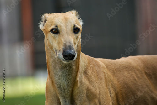 Cute brown greyhound in autumn