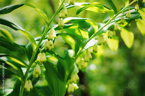 Close up of green-white flowers of Solomon s seal or David s harp or ladder-to-heaven  Polygonatum multiflorum  in Shadow Garden