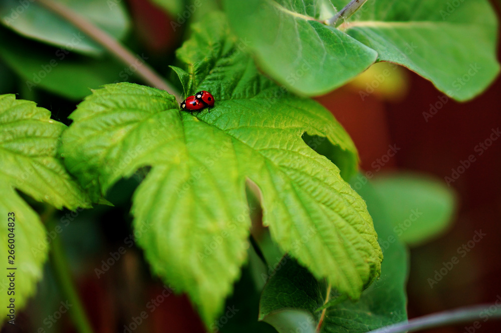 Funny picture of a love making ladybugs couple on Grape Vine Leaf. Valentine background. Beetles in love Funny picture of a love making ladybugs couple on Grape Vine Leaf. Valentine background. Beetles in love