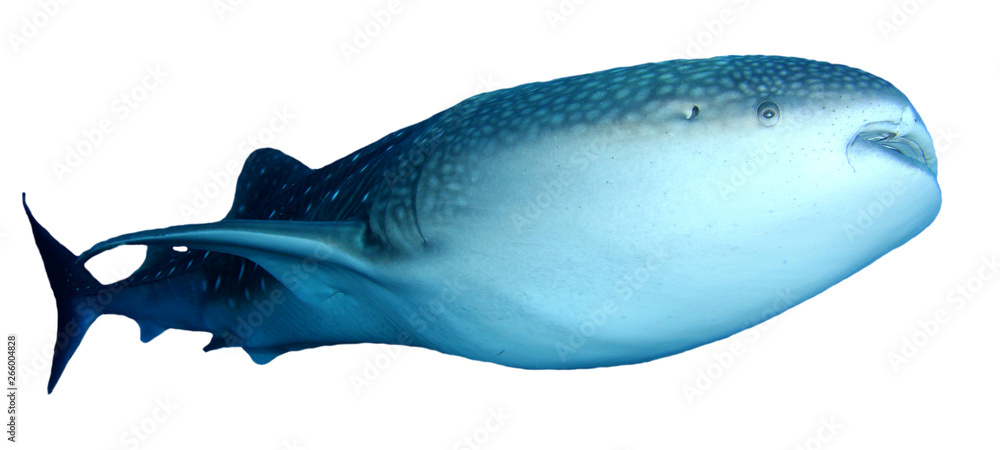 Whale Shark isolated on white background  