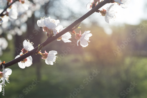 Spring flowering of garden trees. Blooming flowers on apricot twigs. Green defocused background with empty space.