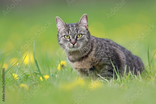 Sticker Beautiful tabby cat sitting in the blooming meadow
