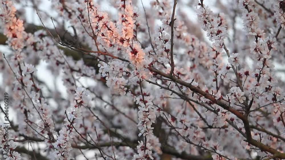 apricot flowers in the first rays of the sun apricot flowers in the first rays of the sun