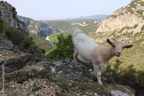 Chèvre dans les gorges de l'Ardèche