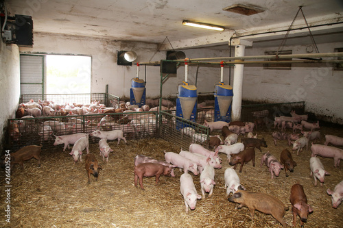 Beautiful newborn piglets growing up in the barn