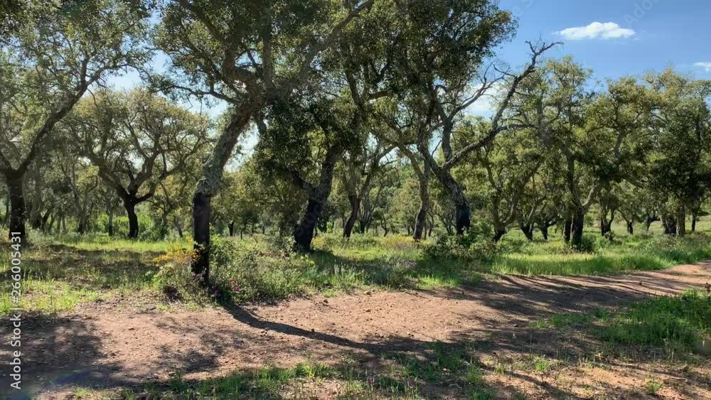 Cork oak tree forest in Portugal Cork oak tree forest in Portugal