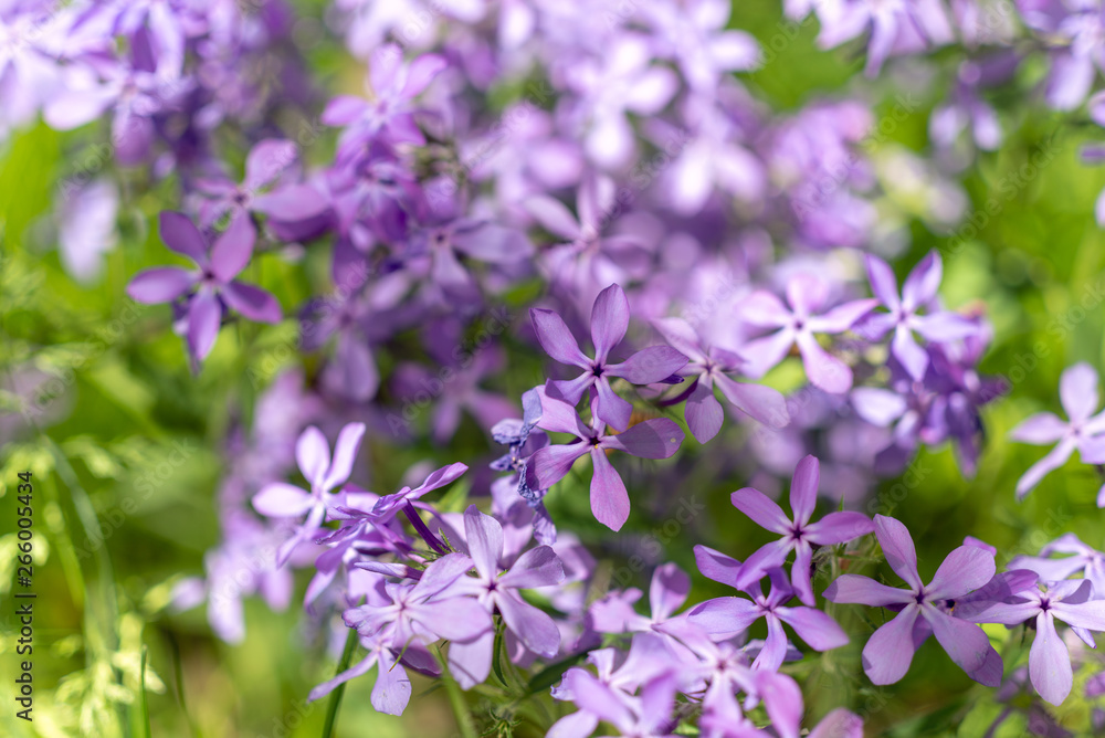 Purple phlox flowers flowering in the spring. Purple phlox flowers flowering in the spring.