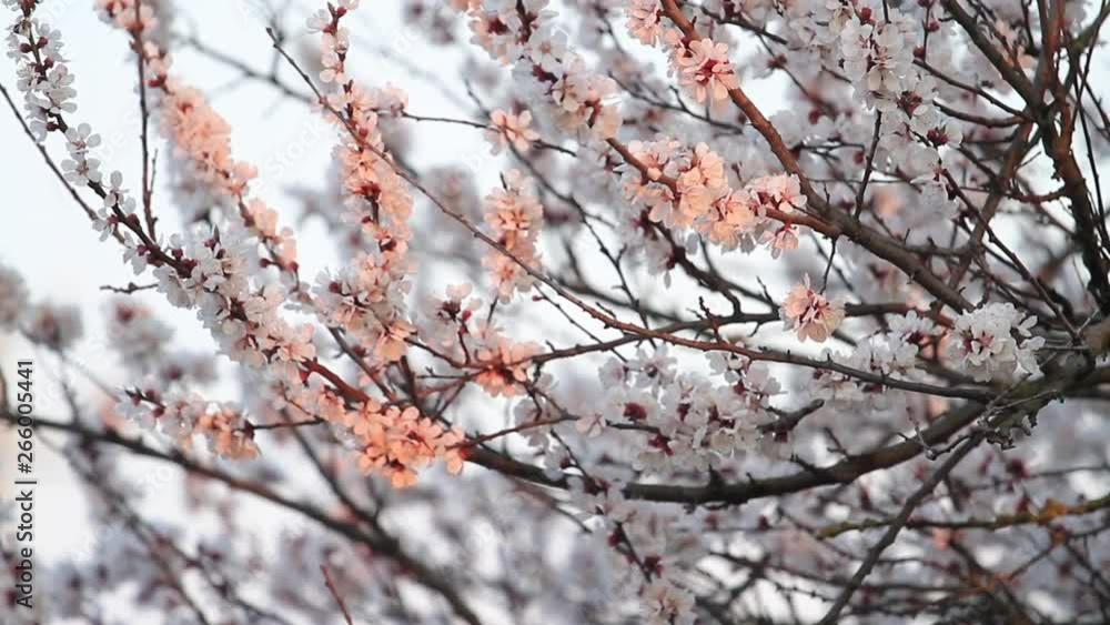 apricot spring flowers in the first rays of the sun