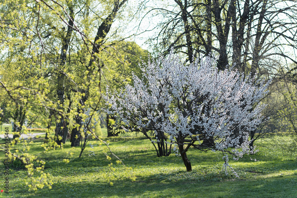 Single Flowering apricot tree in spring green garden. Single Flowering apricot tree in spring green garden.