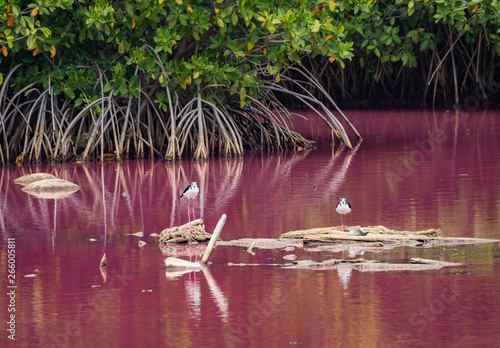   A pink Pond - Views around the small Caribbean Island of Curacao photo