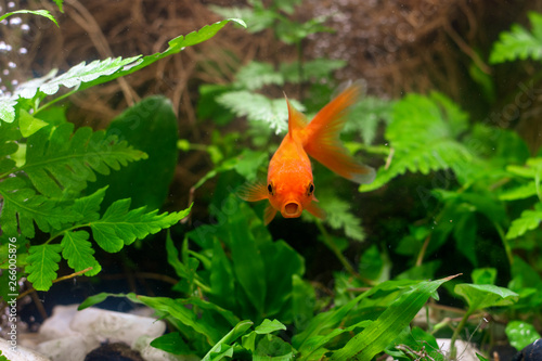 Carassius auratus goldfish nature background