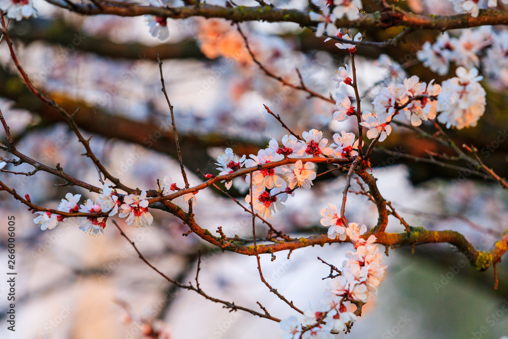beautiful apricot flowers in the first rays of the spring sun beautiful apricot flowers in the first rays of the spring sun