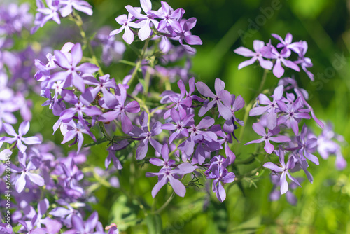 Purple phlox flowers flowering in the spring. 