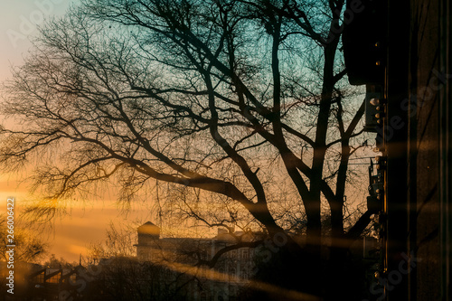 silhouettes of trees against the backdrop of a beautiful sunset and among them the rays of the setting sun