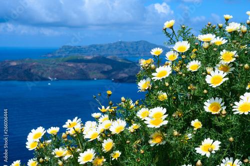 Daisy wildflowers on a background of blue sky, blue sea and island. Summer sunny morning on the island of Santorini, Greece. Euro travel.