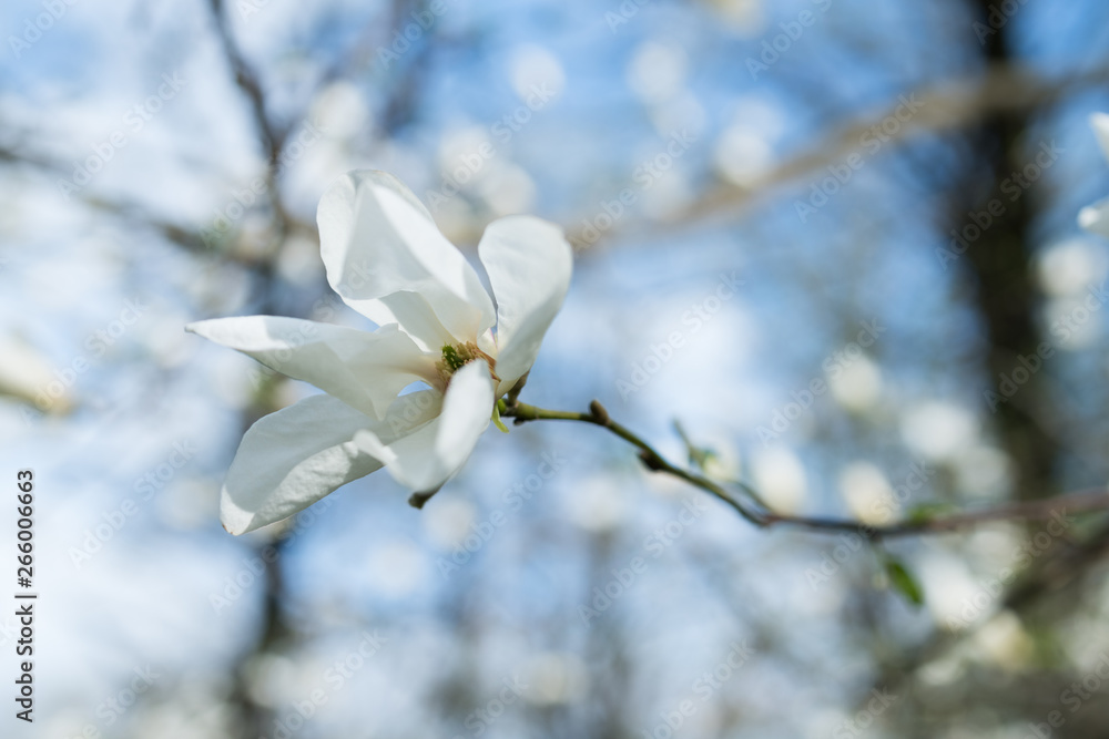 Magnolia Flower Macro photo of blooming white petals Magnolia Flower Macro photo of blooming white petals