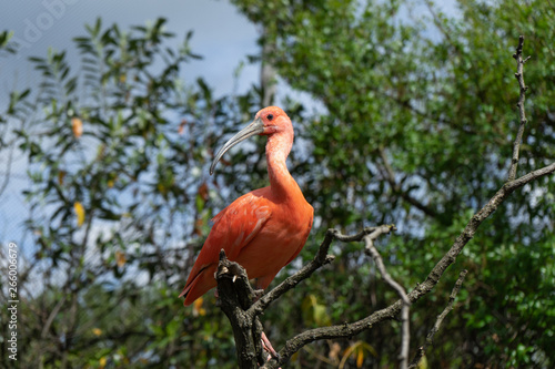 Close-up photo of Scarlet Ibis Eudocimus in its typical natural environment