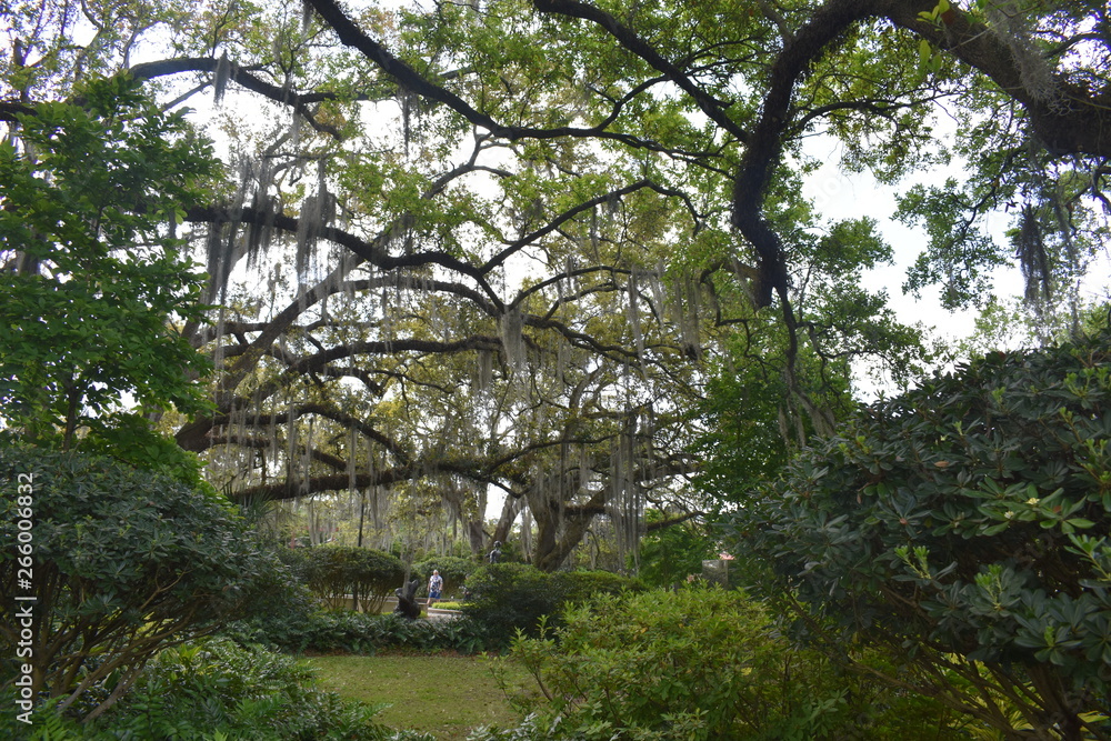 trees in the park in New Orleans trees in the park in New Orleans