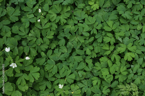 Wallpaper Mural Natural green background with white flowers. Top view Torontodigital.ca