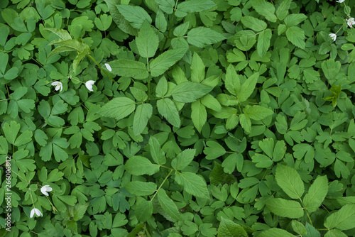 Wallpaper Mural Natural green background with white flowers. Top view Torontodigital.ca