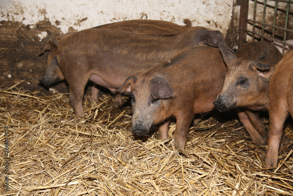 Little piglets inside at animal barn rural scene Little piglets inside at animal barn rural scene