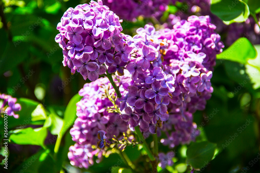 Lilac flowers in sunny spring garden, spring flower background, selective focus. Closeup of blooming lilac flowers. Spring floral background with blooming lilac flowers. Nature concept. Lilac flowers in sunny spring garden, spring flower background, selective focus. Closeup of blooming lilac flowers. Spring floral background with blooming lilac flowers. Nature concept.