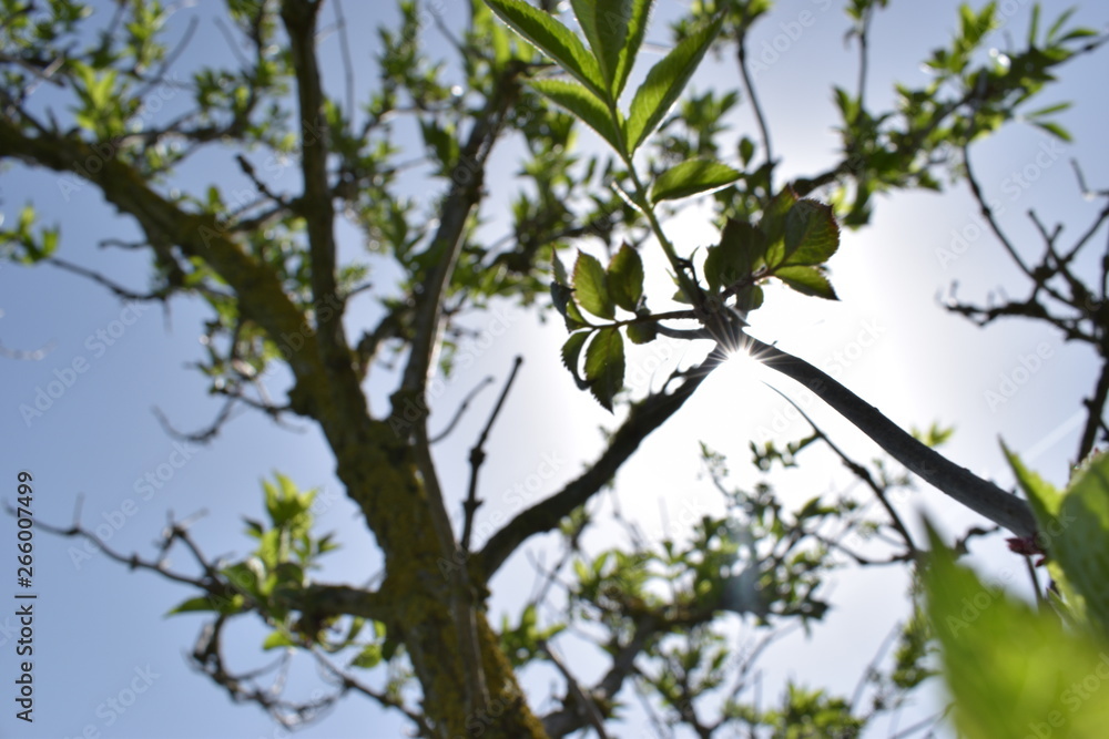 Tree branches in the early spring with green leaves on a sunny day Tree branches in the early spring with green leaves on a sunny day