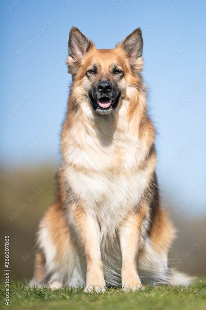 happy dog has a great time happy dog has a great time