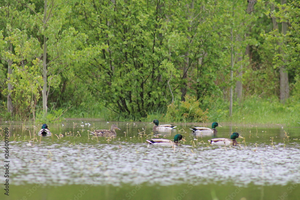 ducks on the lake ducks on the lake