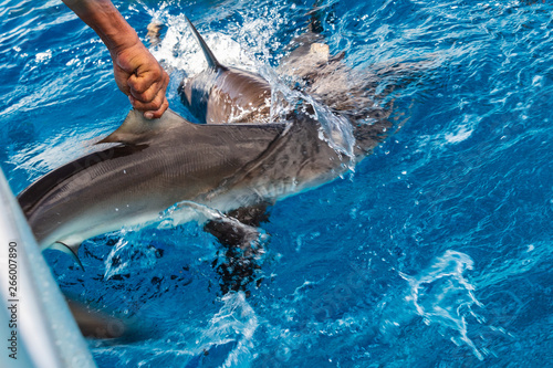Shark fishing illegal boating activity. Sealife fish cutting for fin trade.