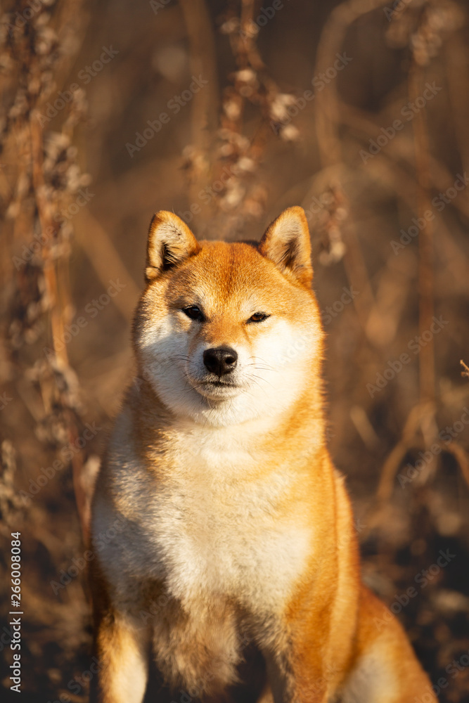 Gorgeous red Shiba inu dog sitting in the forest at golden sunset
