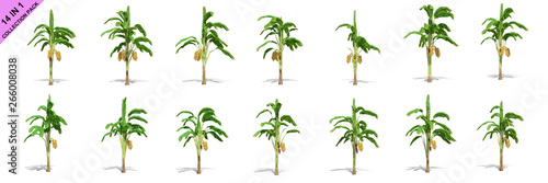 3D rendering - 14 in 1 collection of banana trees isolated over a white background use for natural poster or  wallpaper design  3D illustration Design.