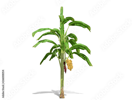 3D rendering - Banana tree  isolated over a white background use for natural poster or  wallpaper design  3D illustration Design.