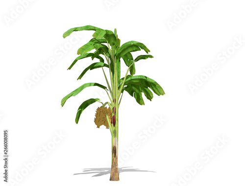3D rendering - Banana tree isolated over a white background use for natural poster or wallpaper design, 3D illustration Design.