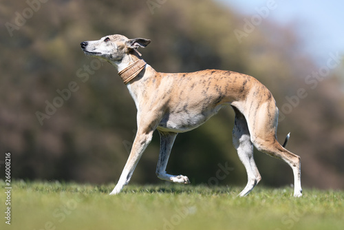 happy dog       has a great time